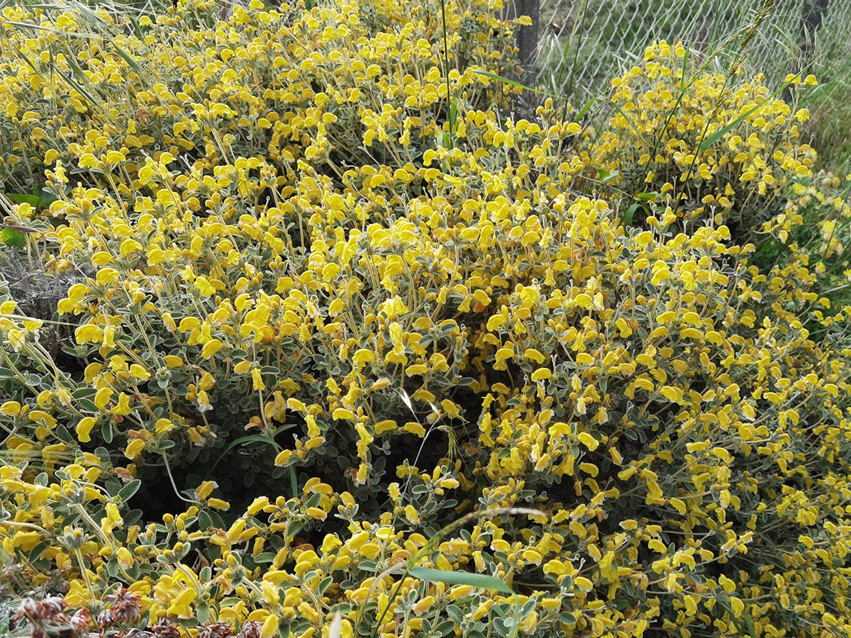 Phlomis lanata photo